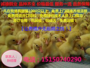 附近哪里有卖小鹅苗的 我想养鹅哪里有回收的