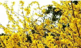 门口种迎春花好不好 迎春花为什么叫坟头草