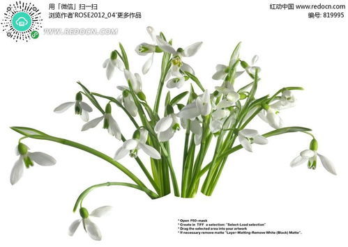 雪莲花盛开的地方 雪莲花长在什么地方