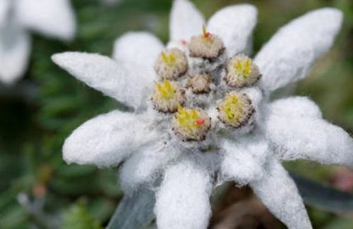 雪绒花的花语 雪绒花是哪个国家的国花