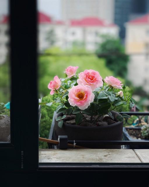 院子里种带刺的月季吉利吗 月季花栽大门前吉利吗