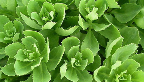 除草剂打了三天后菜能吃吗 除草剂打在菜上人吃了又会怎样