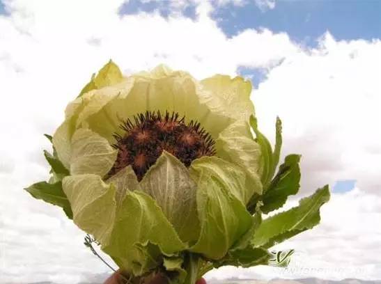 雪莲三种人不宜吃 一朵干雪莲花吃几次