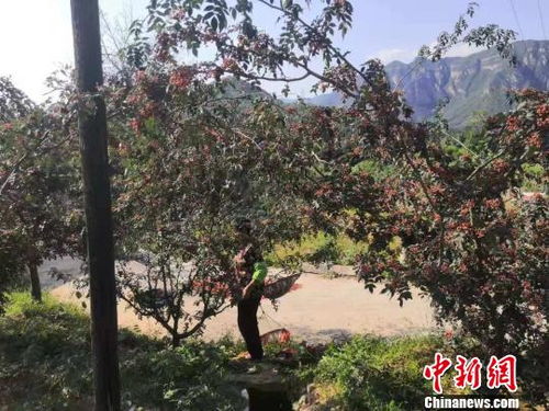 陕西大红袍花椒的特点 三大中国花椒之乡