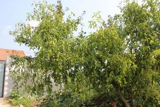 院子里种枣树吉利吗 家种枣树为什么不吉利