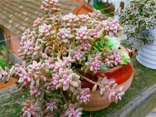 雅乐之舞只剩杆了怎么办 雅乐之舞光头后怎么救活