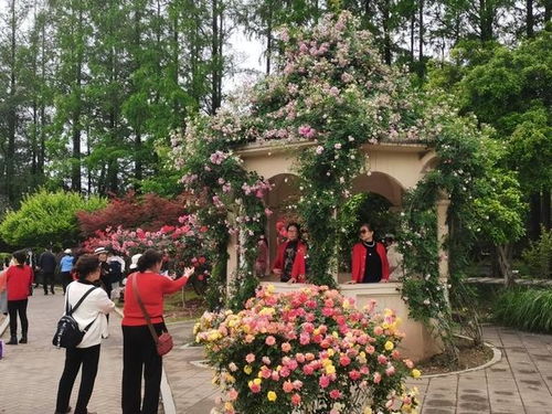院子里种月季的风水禁忌 月季花的禁忌与相克