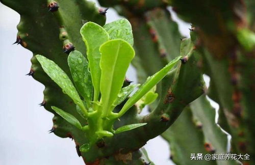 霸王鞭的修剪方法 霸王鞭打顶教程