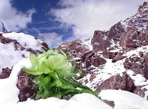 雪莲花盛开的地方电视剧在线观看 雪莲花盛开的演员名单