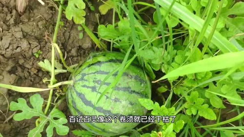 露天西瓜怎么看生熟 自种西瓜怎么看熟了