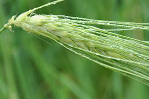 青稞大麦小麦的区别 大麦与青稞的区别图片