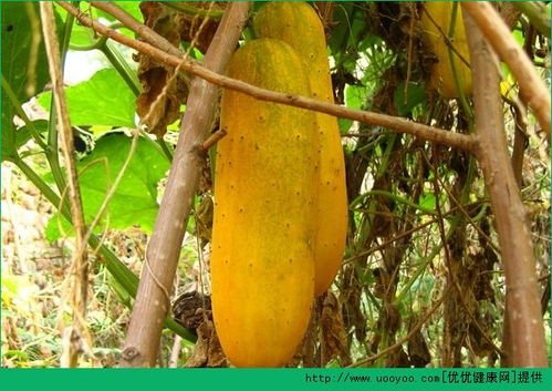 青瓜跟黄瓜区别 广东青瓜跟黄瓜区别图