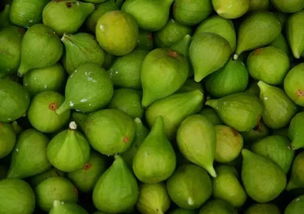 青皮无花果怎么看成熟 无花果的白汁能祛斑吗