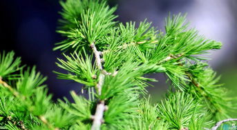 青松的叶子像什么 青松的叶子图片