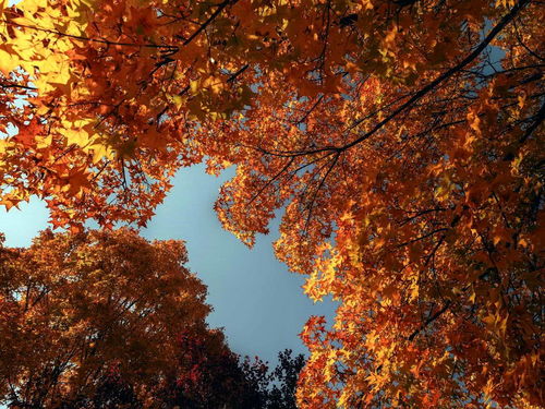 霜叶红于二月花哪个季节的 竹外桃花三两枝是哪个季节