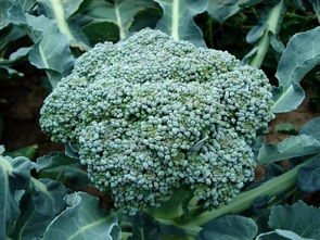 露天西兰花种植时间 西兰花9月可以种植吗