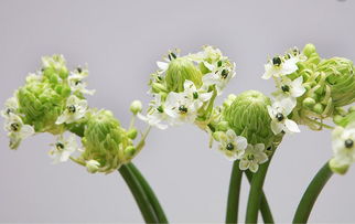 非洲菊的花语寓意 非洲菊放家里吉利吗