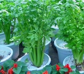 青菜大全100种菜名称 蔬菜大全100种