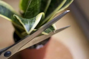 青苹果竹芋的寓意风水 青苹果绿植种植禁忌