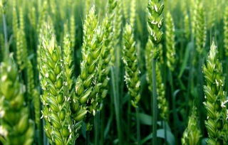 青稞是不是大麦 青稞和大麦是一种东西吗