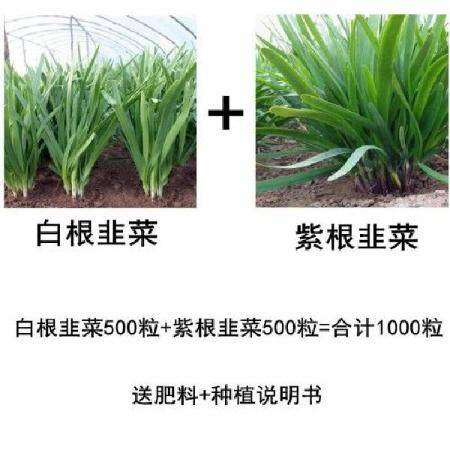 韭菜八月份能种吗 韭菜籽怎么种植方法视频