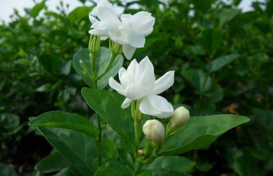 非洲茉莉开花的兆头 非洲茉莉几年开花一次