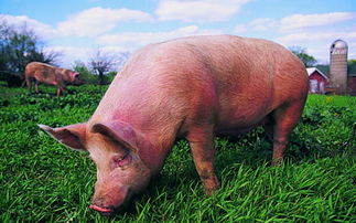 非洲猪瘟一般几月份结束 非洲猪瘟持续多久结束