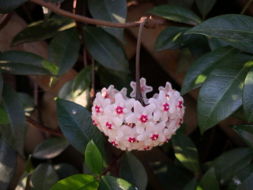 风车茉莉北京可以室外过冬吗 北方为啥不种风车茉莉