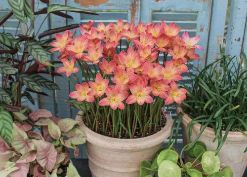 风雨兰的寓意和象征风水 风雨兰开花了是吉兆吗