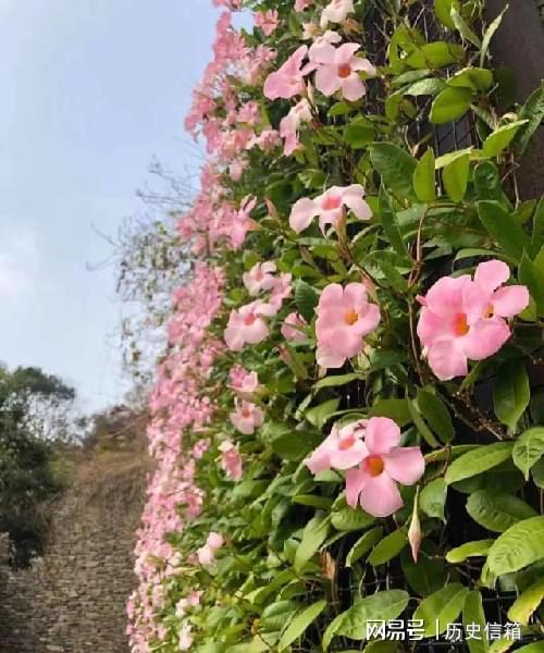 飘香藤的风水寓意 为什么家里不能种飘香藤