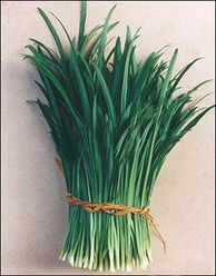 韭菜籽吃了有什么好处 韭菜籽配什么壮阳最猛