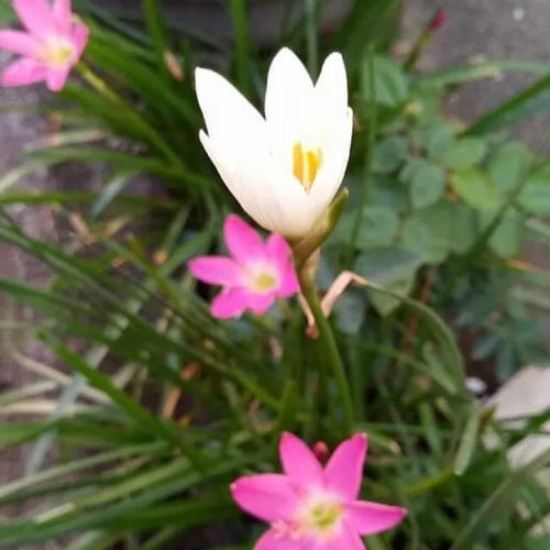 风雨兰种下多久开花 风雨兰为什么不建议养