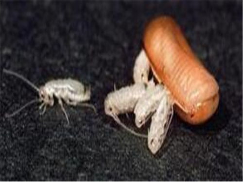 飞蛾在屋里不敢睡觉 飞蛾会靠近熟睡的人吗