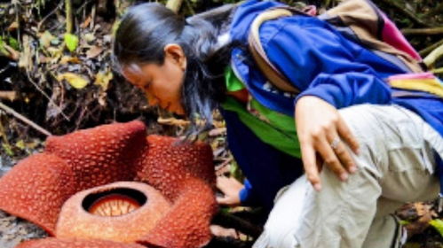 食人花最怕什么东西 食人树为什么只吃女人