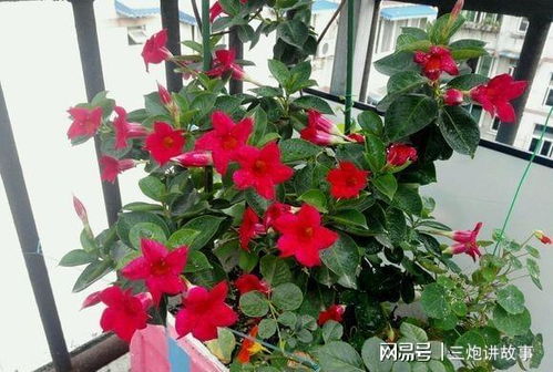 飘香藤冻死了能发芽吗 盆栽飘香藤活不过三年