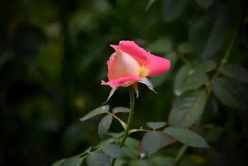 风铃的寓意和象征 风铃发朋友圈的句子