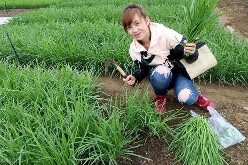 韭菜根移栽后当年能吃吗 第一年移栽韭菜不能割