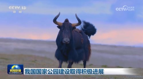 香兰叶国家禁止食用吗 香兰叶泰国