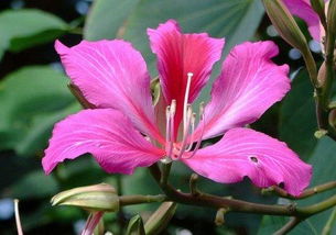 香港国花是什么花 香港紫荆花图片