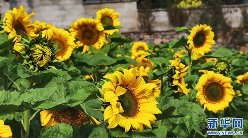 食用向日葵几月份播种 8月份可以种向日葵吗