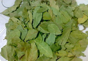 香叶与月桂叶的区别 月桂叶晒干就是香叶吗