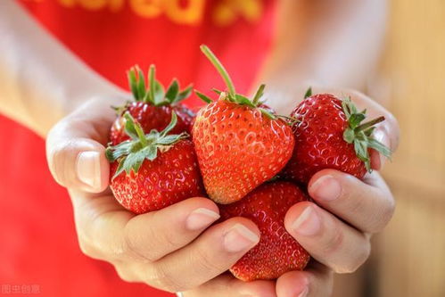 香草草莓绣球几月修剪 香草草莓绣球的特点