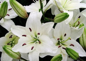 食用百合苗长什么样子 食用百合图片都开啥花