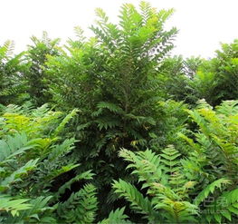 香椿树的风水禁忌 香椿树是大凶还是大吉