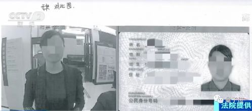 香叶是桂花树的叶子吗 月桂树与桂花树的区别
