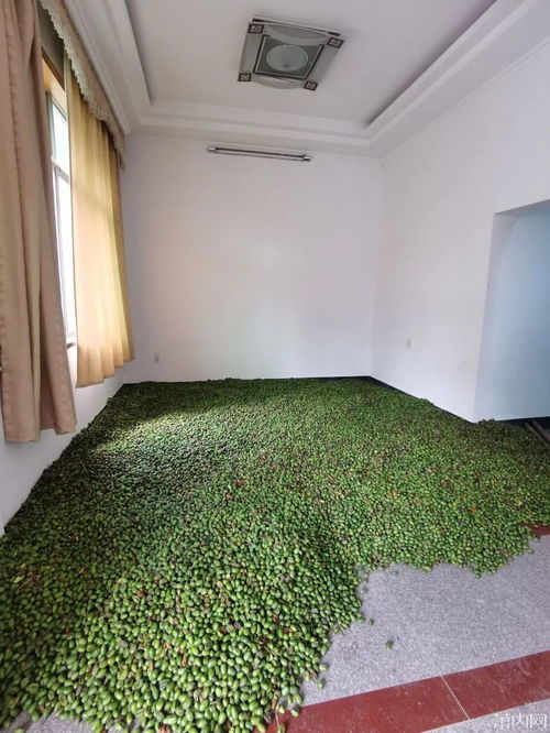 香榧坚果多少钱一斤 香榧子一天能吃几颗