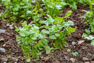 香菜出苗后多久追肥 香菜最怕三种肥料