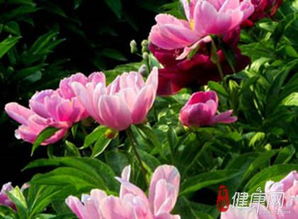 香铃子主治哪些病 香铃子民间偏方大全