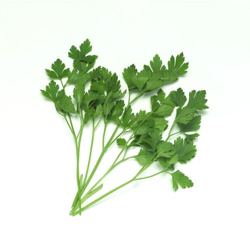 香菜跟芫荽有什么区别 买回的香菜怎么栽种
