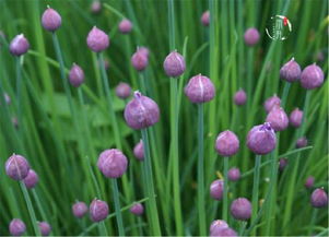 香葱头留种要晒多久 小香葱怎么种植容易发芽